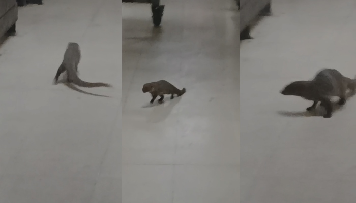 کراچی ائیرپورٹ کے جناح ٹرمینل میں نیولے کا مٹر گشت، انتظامیہ کی دوڑیں لگ گئیں